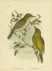 New South Wales Oriole or Green Oropendola